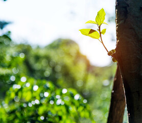 New buds on branch  in spring