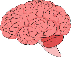 Anatomical brain stomach vector colored, cartoon icon. Hand drawn internal. Vector illustration