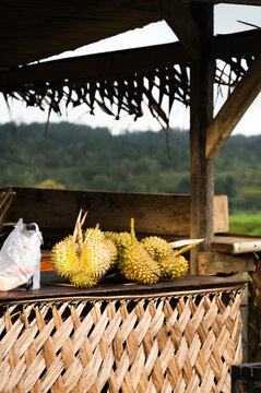 Durian Ernte