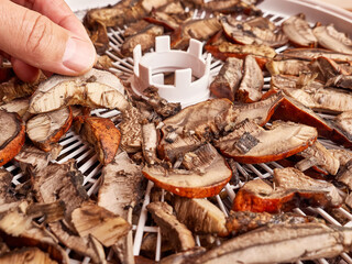 Mushrooms are cut on a grate in an electric dryer. Preparation of dried mushrooms.