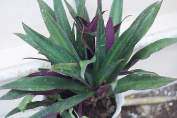 Fototapeta premium close up of Adam Eva's plant in the garden