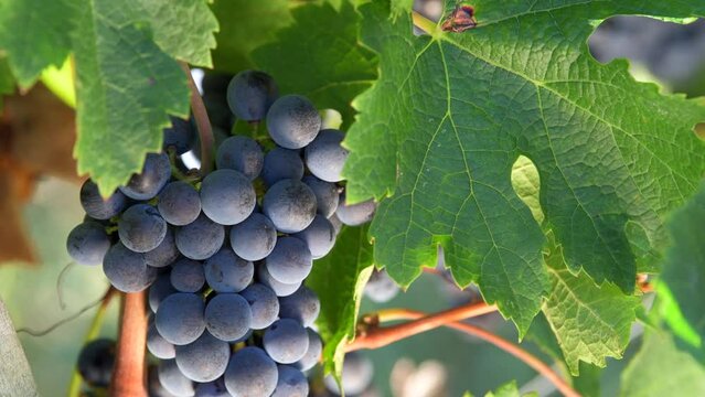 Bordeaux Vineyard, Red Merlot wine grapes ripening on the vine of a winery, High quality 4k footage