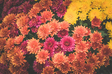 Fototapeta na wymiar pink, orange and yellow chrysanthemum flowers