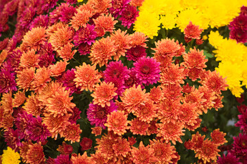 pink, orange  and yellow  chrysanthemum flowers