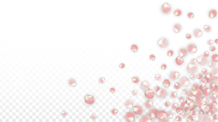 Pink Vector Realistic Petals Falling on Transparent Background.  Spring Romantic Flowers Illustration. Flying Petals. Sakura Spa Design. Blossom Confetti. Design Elements for Wedding Decoration.