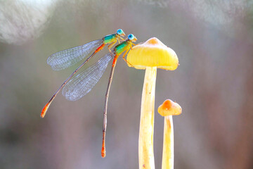 Beautiful Damselflies On Beautiful Plants