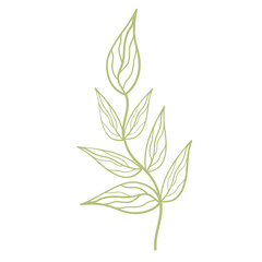 Outline foliage. Transparent PNG.