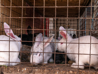 Obraz premium Lots of big and small rabbits in a cage at the bazaar for sale.