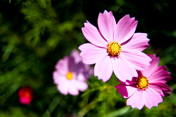 pink cosmos flower