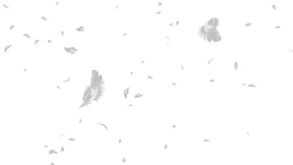 舞い散る羽の素材 © Yo