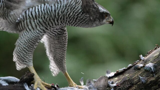 Northern goshawk flies off from perch littered with dead prey's feathers, close