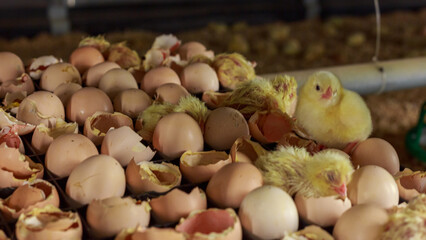 Hatching chicks from eggs in incubator area. - obrazy, fototapety, plakaty