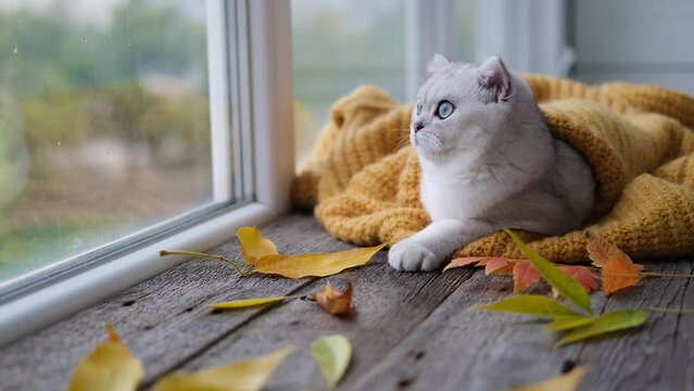 The Scottish cat rests on the windowsill and wraps himself in a warm knitted sweater. The kitten looks out the window.