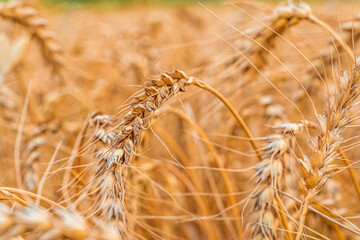 Fototapeta premium Golden Cereal field with ears of wheat,Agriculture farm and farming concept.Harvest.Wheat field.Rural Scenery.Ripening ears.Rancho harvest Concept.Ripe ears of wheat.Cereal crop.Bread, rye and grain