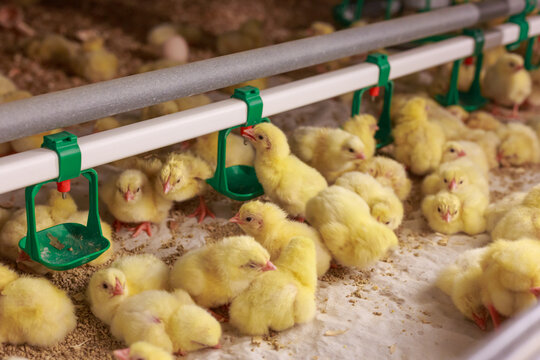 Young yellow chicks in raising room of poultry farm.