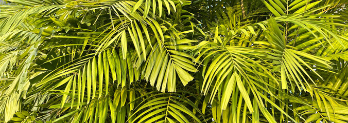 Tropical palm leaves, floral pattern background, real photo
