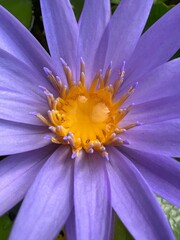 close up purple lotus sensitive focus 