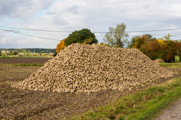 A heap of harvested sugar beet in the field. Autumn. - 535163703