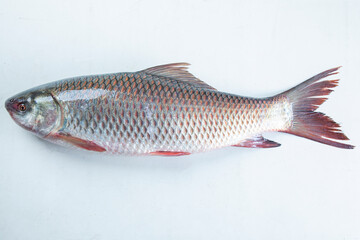 ruhu rui fish Bangladesh fresh water fish isolated on white background