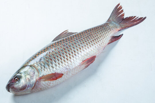 ruhu rui fish Bangladesh fresh water fish isolated on white background