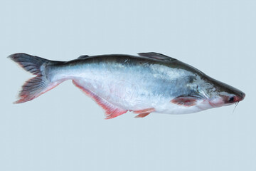 Pangasius, Pangas catfish fresh water fish
