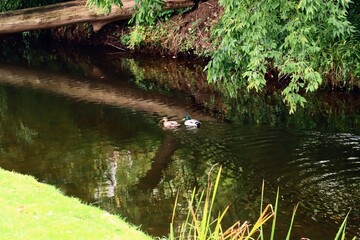 pond in the park