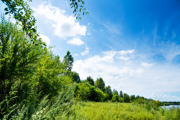 Field of green grass and trees in summer day