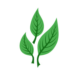 Fototapeta na wymiar Vector illustration of three green leaves