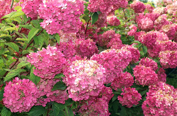 Purple, lilac and pink heads of hydrangea flowers. Bushes of blooming hortensia