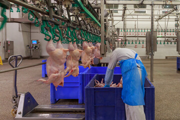 Operator of processing line at chicken farm.