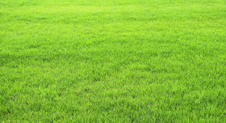 Obraz na płótnie Canvas Green grass on lawn. Trimmed lawn grass