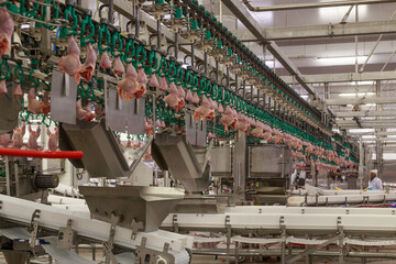 Modern processing line at big poultry farm.