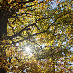 Drzewo na tle nieba z kolorowymi liśćmi - jesień