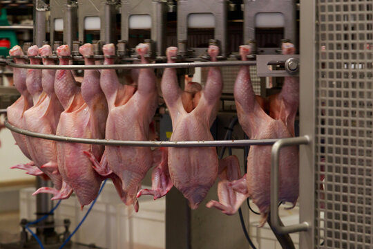 Modern processing line at big poultry farm.