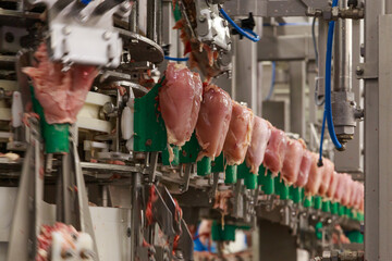 Breast fillet on a processing line at big chicken farm.