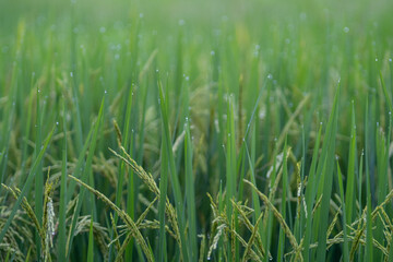Obraz premium Green ear of rice in paddy rice field