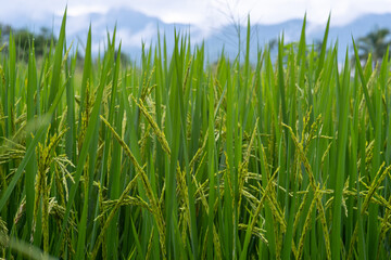 Obraz premium Green ear of rice in paddy rice field under rain cloudy sky