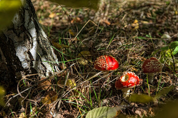 Muchomory — czerwone grzyby w lesie — jesień © Anna