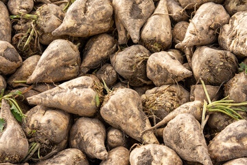 A heap of harvested sugar beet in the field. Autumn.