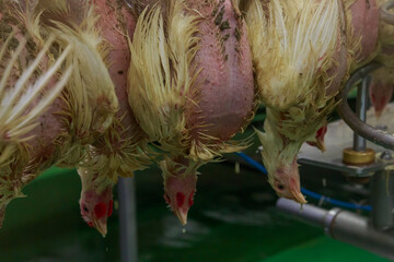 Scalded birds at slaughterhouse in big chicken farm.