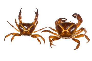 Freshwater crab animal isolated on white background, Freshwater crab in India