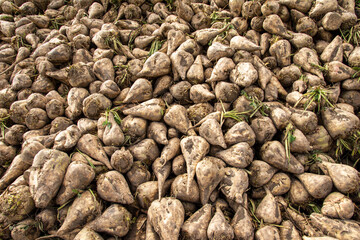 Fototapeta na wymiar A heap of harvested sugar beet in the field. Autumn.