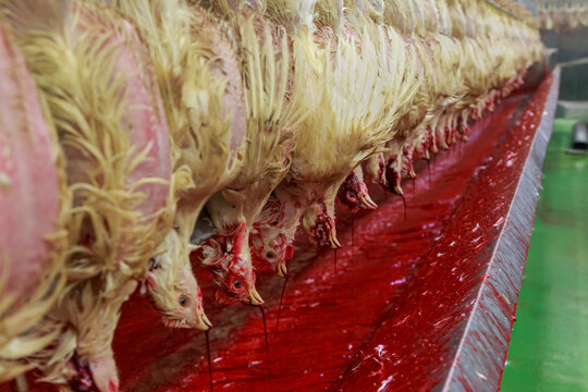 Slaughtering line in big chicken farm.