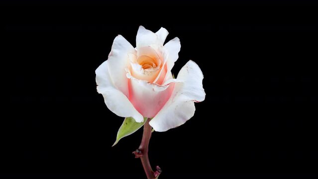 Beautiful opening pink rose on black background. Petals of Blooming pink rose flower open, time lapse, close-up. Holiday, love, birthday design backdrop. Bud closeup. Macro. 4K, video timelapse