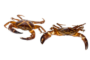 Freshwater crab animal isolated on white background, Freshwater crab in India
