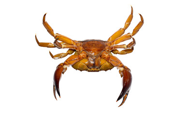 Freshwater crab animal isolated on white background, Freshwater crab in India