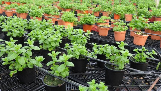 Rows of pots with organic mint seedlings growing in greenhouse farm. High quality 4k footage