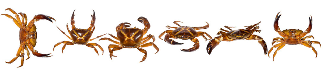 Freshwater crab animal isolated on white background, Freshwater crab in India