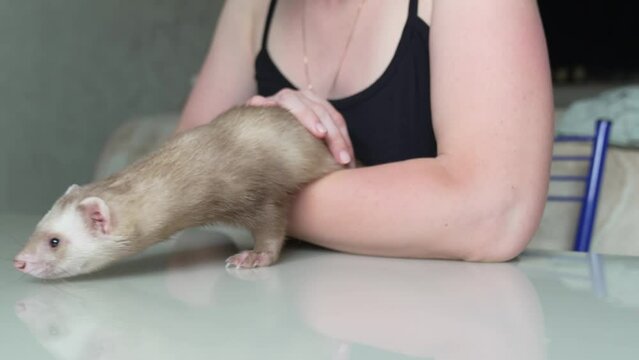 in the hands of a woman the red-haired domestic ferret. unusual pets. food and accessories for rodents.