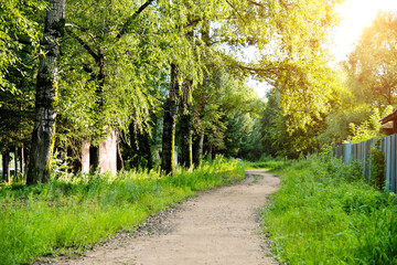 Fototapeta na wymiar Dirt path through forest in summer